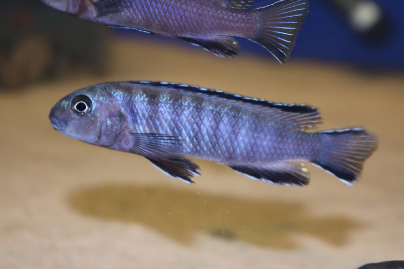 Tropheops kamtambo 'Chimwalani Reef'